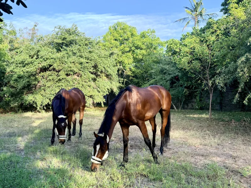 Two of the Horse Haven horses grazing in the coastal bush above the creek